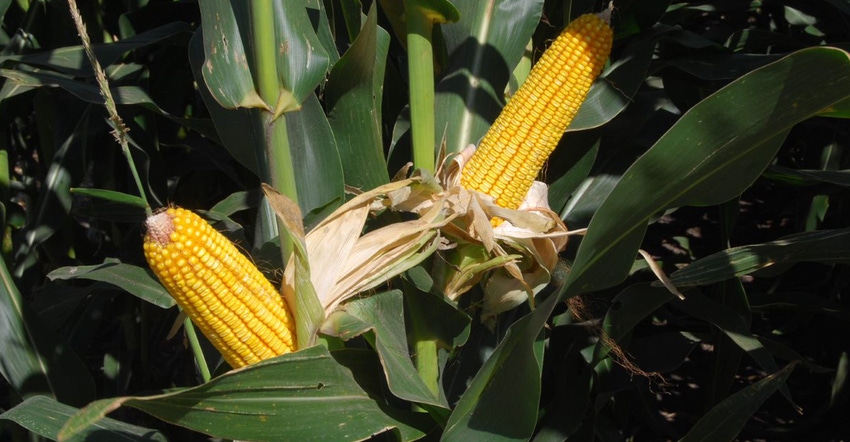 closeup of ear of corn and kernels