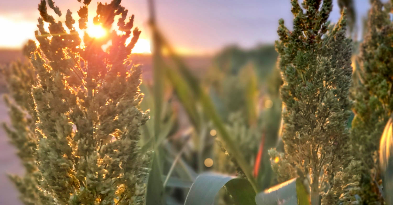 yello moon×watchara×mr.Sudan mix spore Prospex Speedtimer Solar Chronograph SSC929 – Park Place Jewelers md