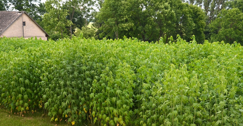 hemp plants