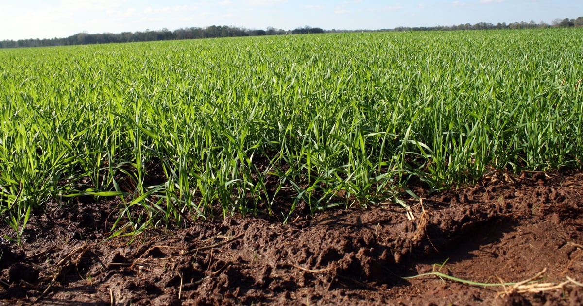 Gro Cover Hot Weather Cover Crop _ A list Of Vegetables That Grow In Hot Weather ...