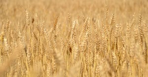 Close up of wheat field