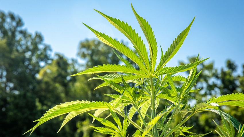 A close up of a Cannabis sativa plant