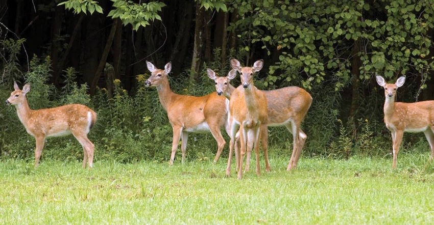 deer-hunting-agrilife-.jpg