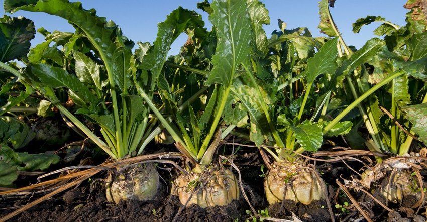 Close-up of sugarbeets in soil
