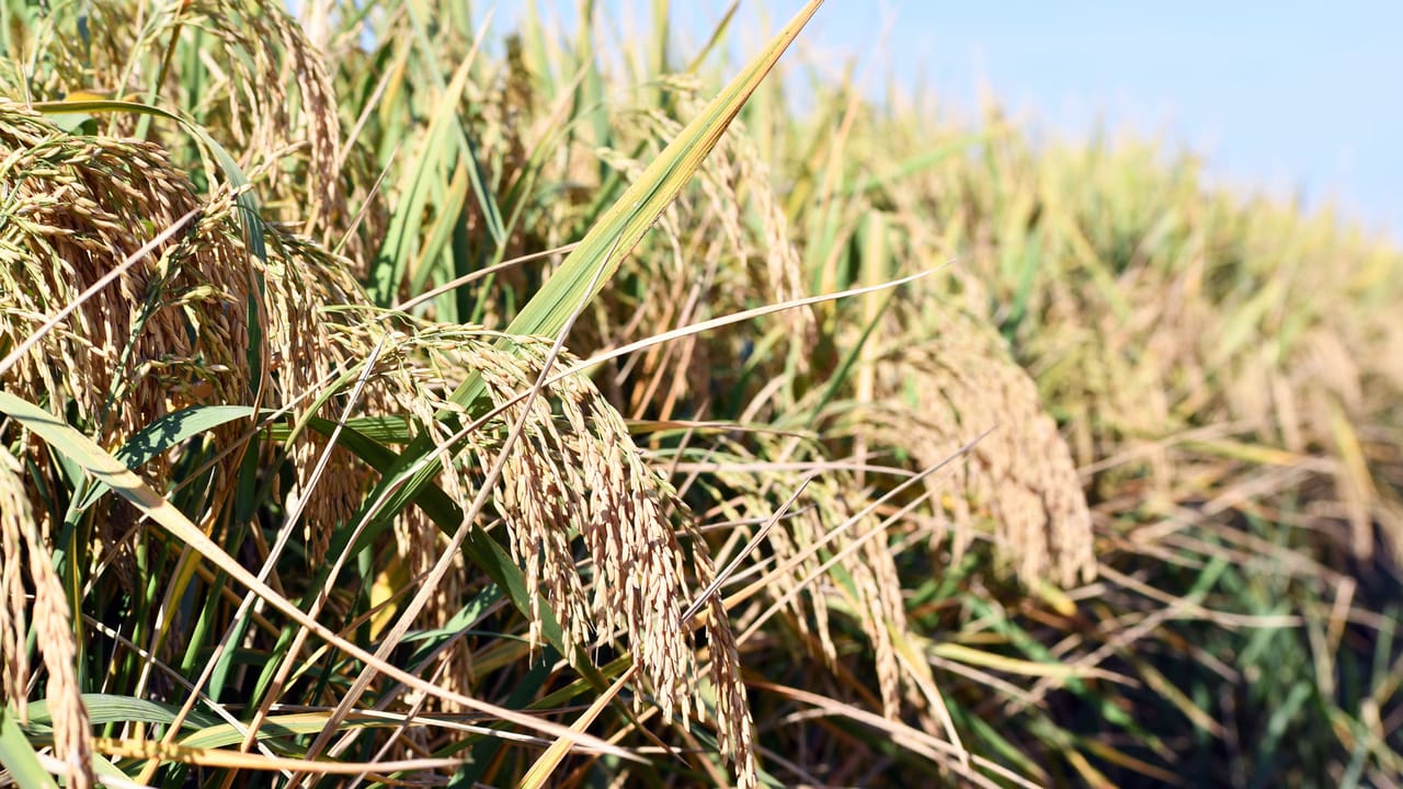 Horizon Ag unveils new Provisia rice varieties