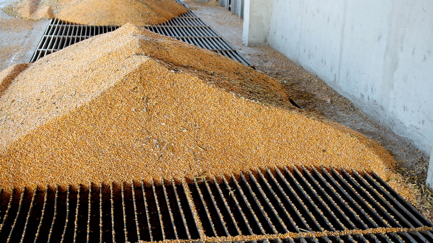 Corn unloading into grain elevator
