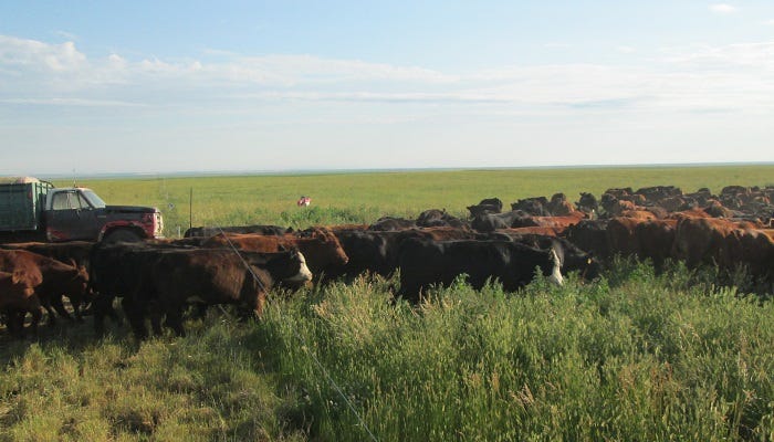 McElroy's densely grazing herd
