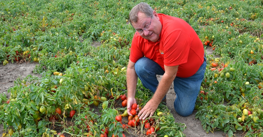 Steve Smith in a tomato field