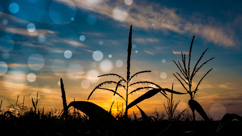 Corn tassel at sunset