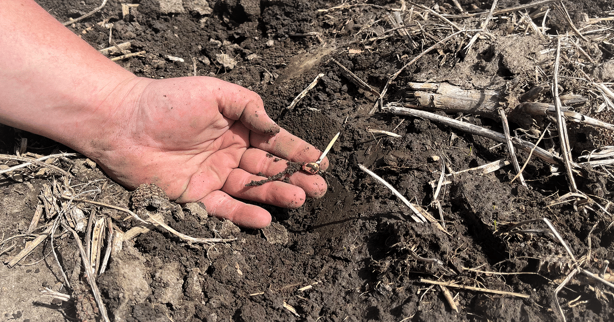 Will planting delays sink 2024 corn yields?
