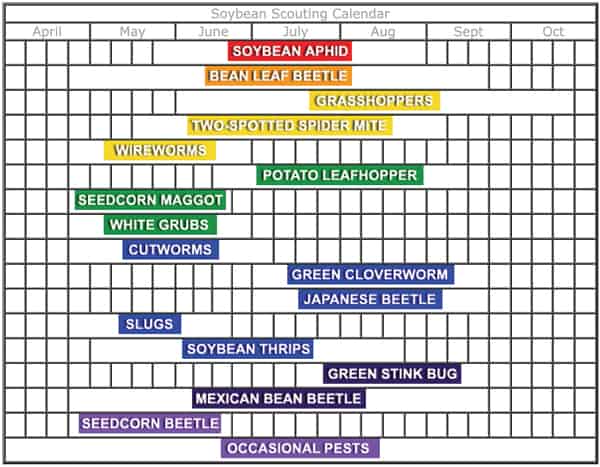 Scout for Weeds, Pests in Corn, Soybeans Early, Often, Walking the Field