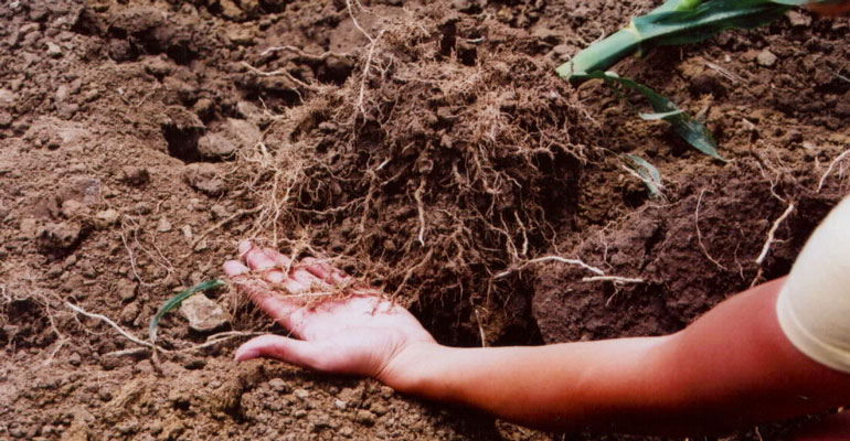Long roots of corn plant in the field are held in a farmer's hand