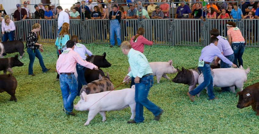 4-H pig competiton at the Kansas State Fair