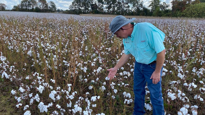 man looks at pigweed in cotton field