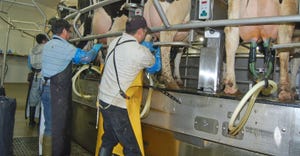 hired laborers milking cows