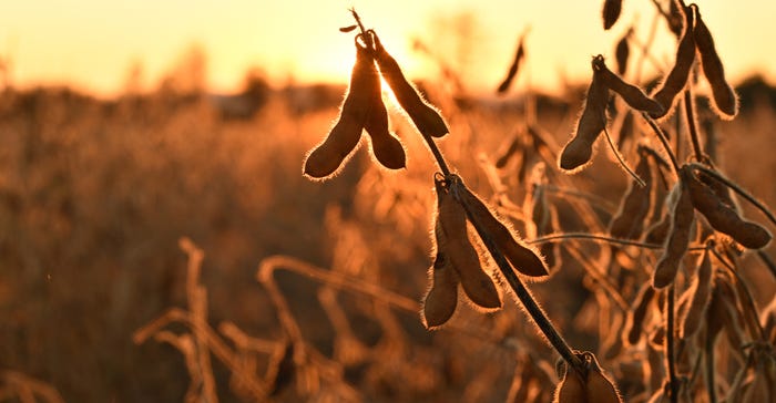 ripened soybean pods at sunset