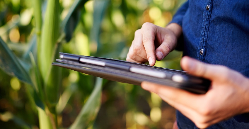 hands with tablet in corn field