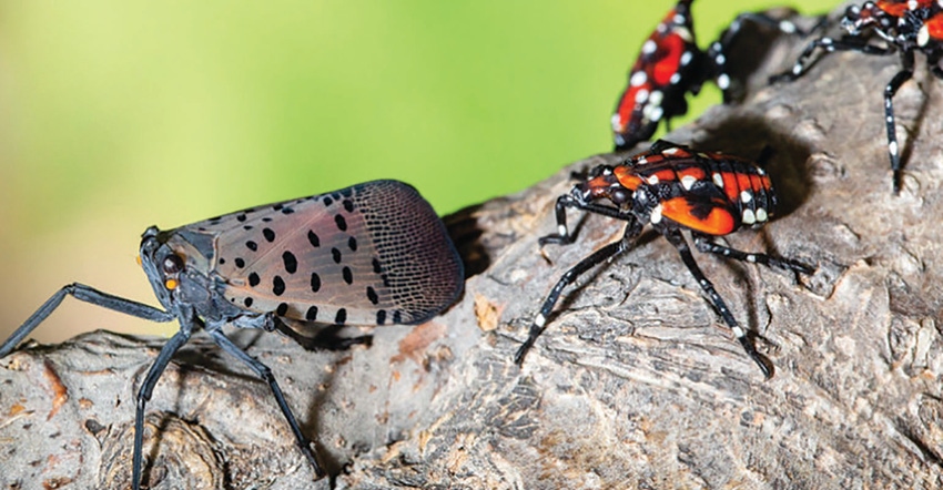 GL0728-NCSUExtension-spotted-lanternfly.jpg GL0728-NCSUExtension-spotted-lanternfly.jpg