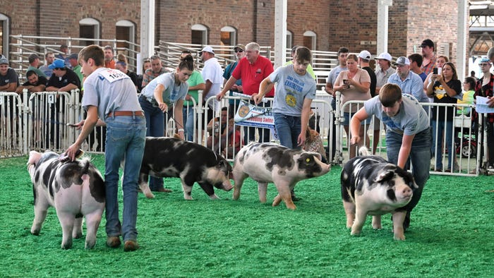 exhibitors from across the state show their Spot market hogs during the FFA exhibitors from across the state show their Spot market hogs during the FFA