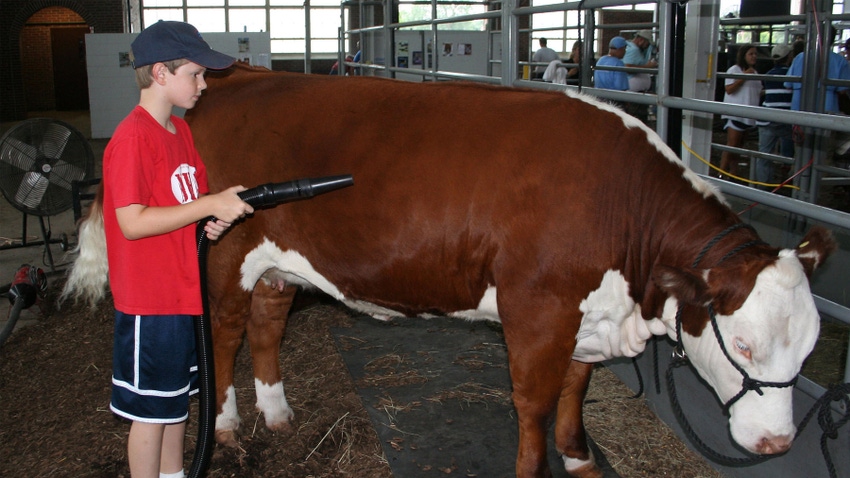 boy with cow at show