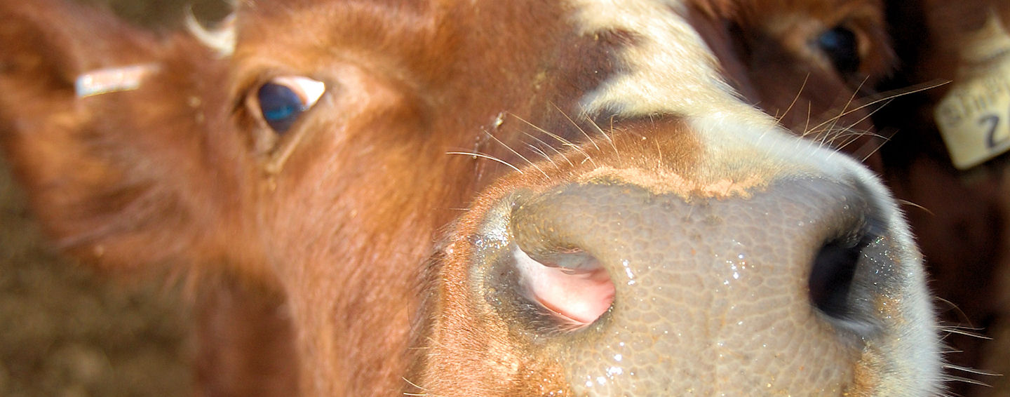 Beef Producer Says Linebreeding Gives Him Consistency