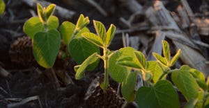 soybean seedlings close up