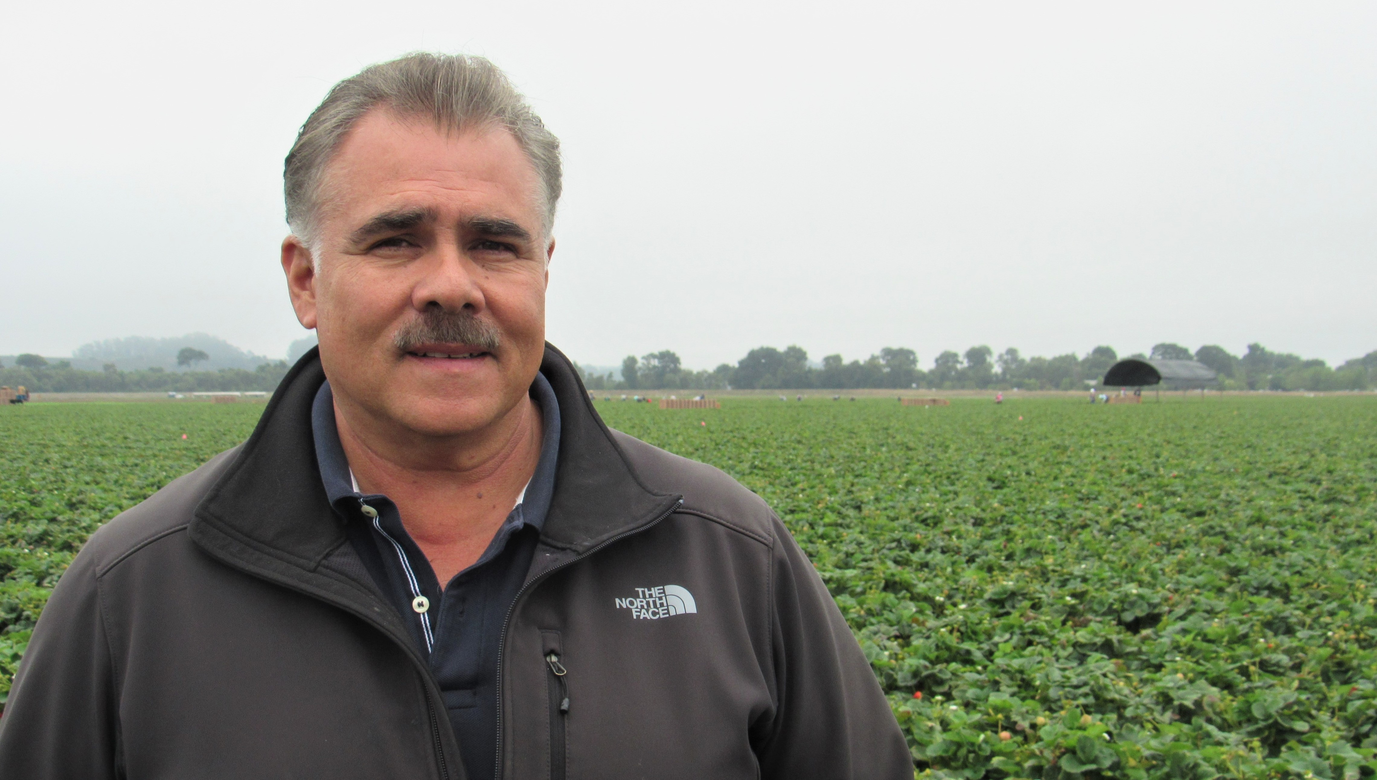Resilient strawberry industry faces new challenges