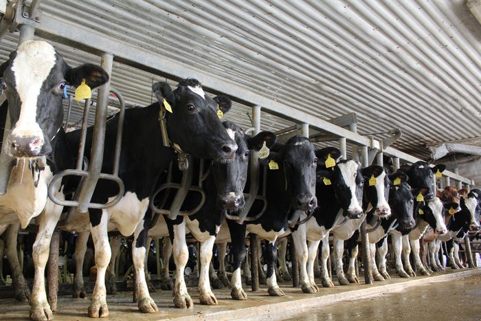 Susan Harlow - Holstein cows lined up next to each other in a milking facility