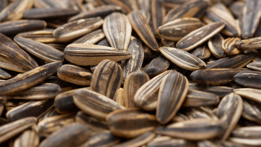sunflower seeds in a pile sunflower seeds in a pile