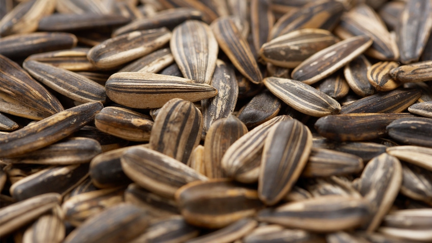 sunflower seeds in a pile