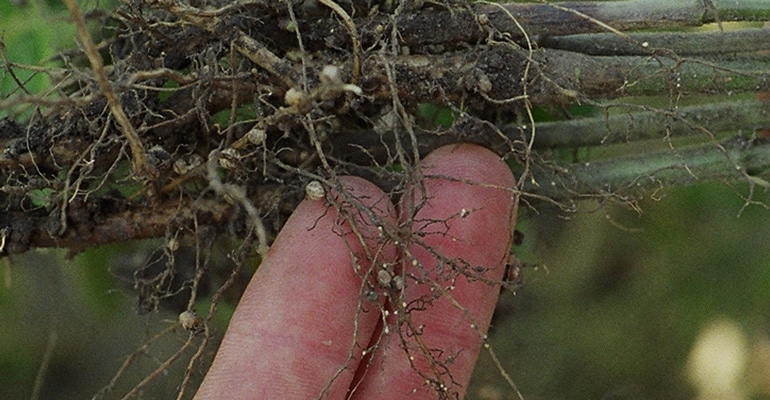 SCN females on soybean roots