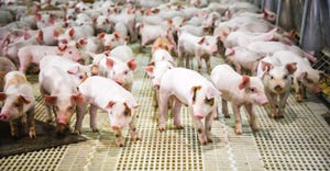 weaned pigs in livestock barn