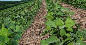 rows of young green soybeans