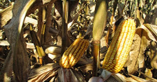 Kentucky corn harvest good, but compaction problems took some yield