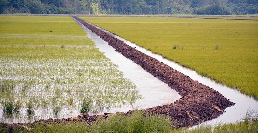 rice-field-levees-dfp.jpg