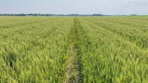 field of Illinois wheat