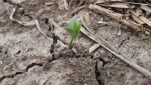 Soybean seedling emerging from ground