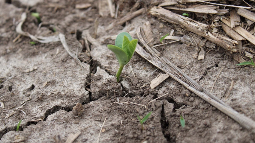 Soybean seedling emerging from ground