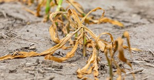 wilted corn plants dead in field
