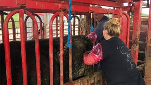 Two people artificially inseminating a beef cow
