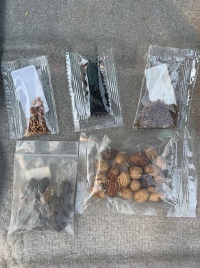 packages of mystery seeds from China