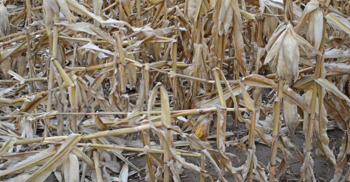 lodged cornstalks in the field