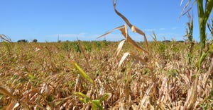 cornfield with lodging issues at harvest