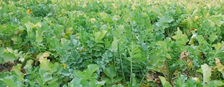 cover_crops_scn_whats_connection_1_635472823664624000.jpg