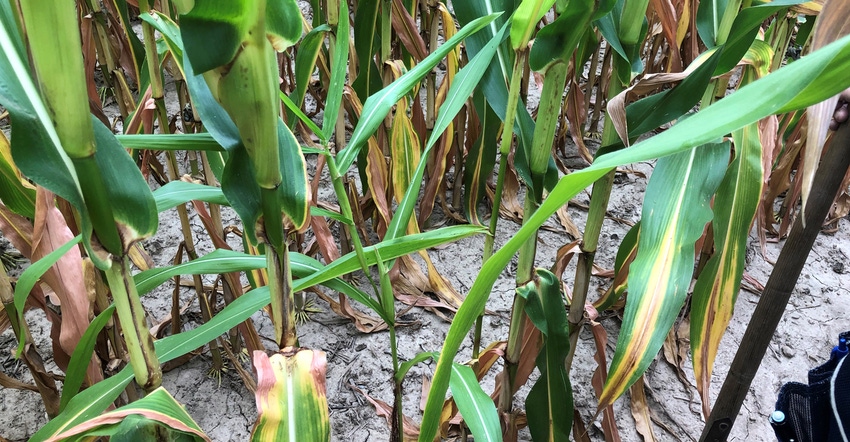 corn plants in the field