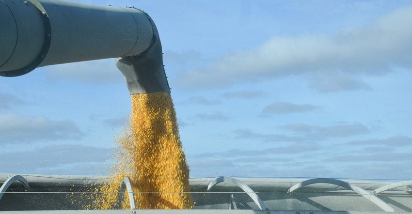 corn pouring from auger