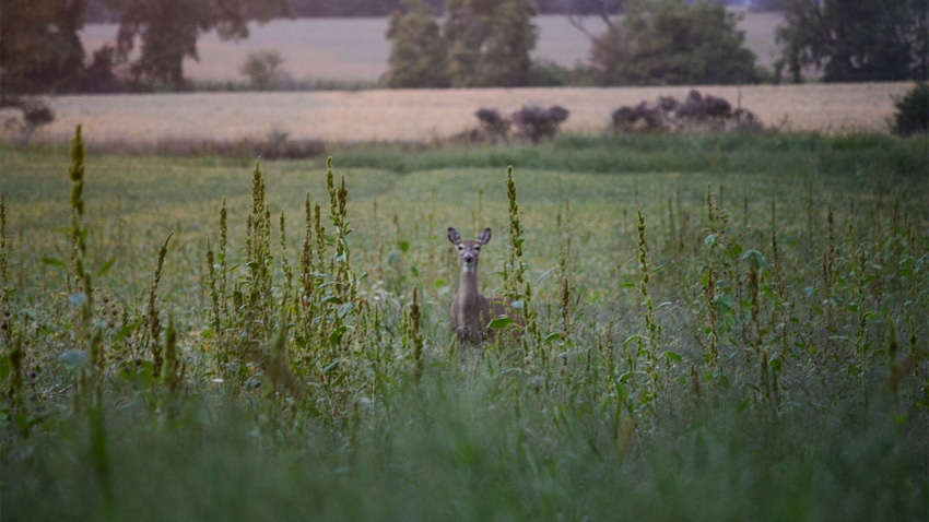 A deer in a field