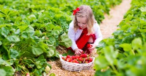 A young girl picks her own basket of strawberries 