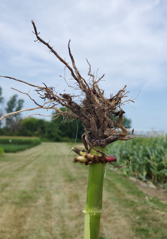 Root damage by rootworms in cornstalk