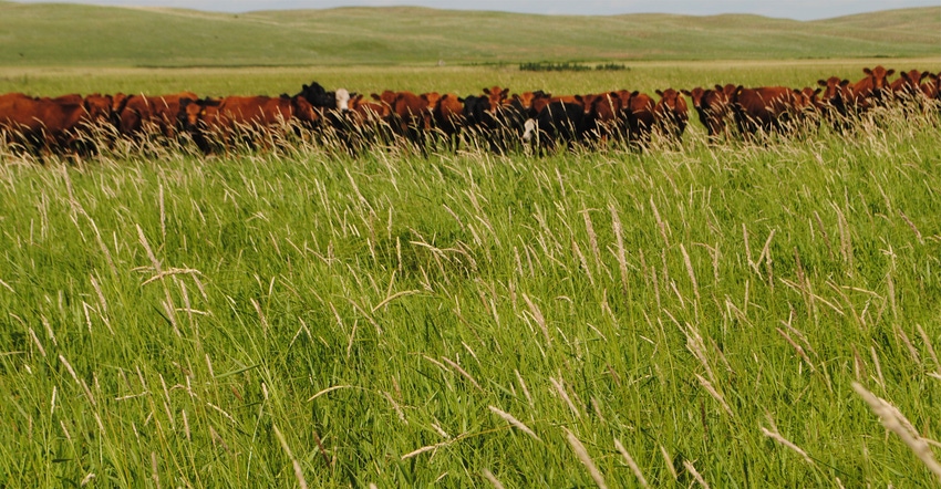 Cattle in grassy field